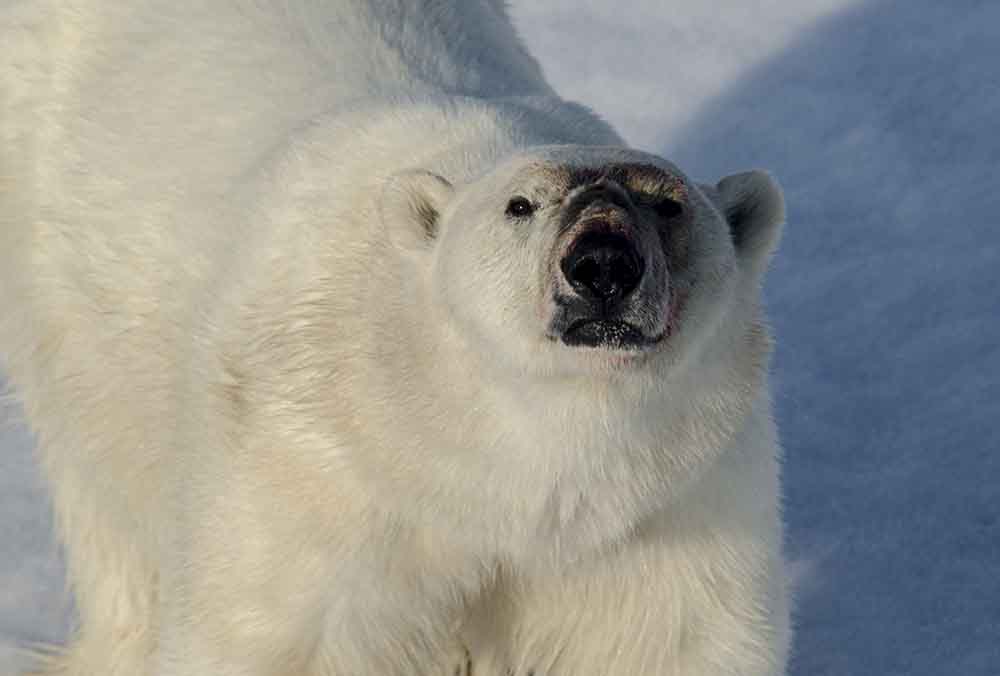 Oso Polar - islas Svalbard - Noruega 39.jpg